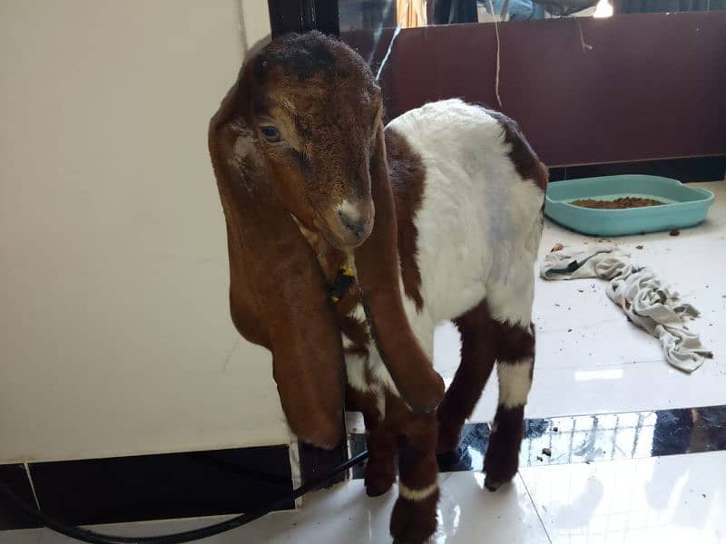 Two Months Kamori Nawabshah Goat Kid for sale 1