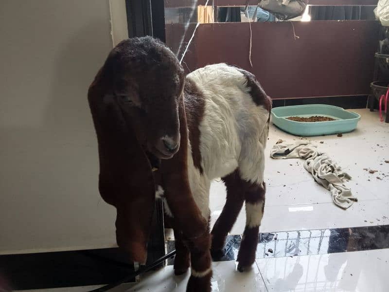 Two Months Kamori Nawabshah Goat Kid for sale 2