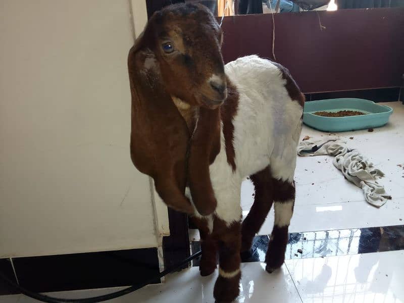 Two Months Kamori Nawabshah Goat Kid for sale 4