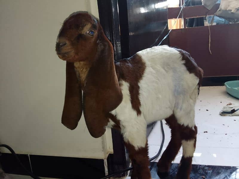 Two Months Kamori Nawabshah Goat Kid for sale 6