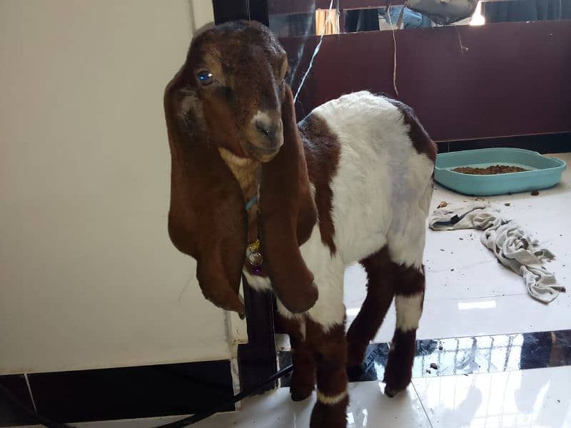 Two Months Kamori Nawabshah Goat Kid for sale 7