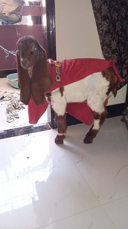 Two Months Kamori Nawabshah Goat Kid for sale 8