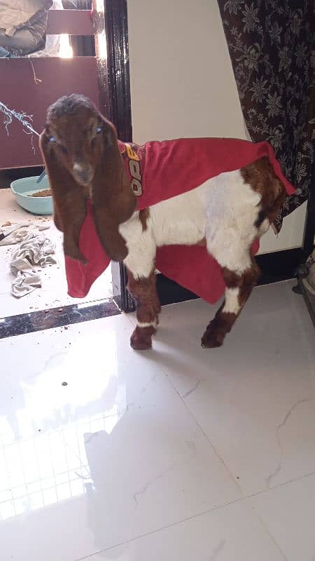 Two Months Kamori Nawabshah Goat Kid for sale 9