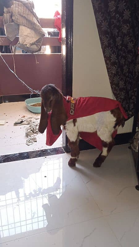 Two Months Kamori Nawabshah Goat Kid for sale 10