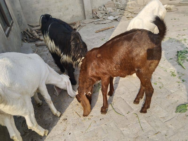 Goats For Sale 2