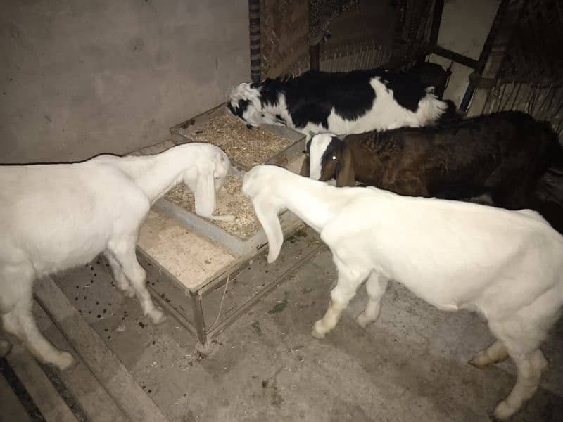 Goats For Sale 4