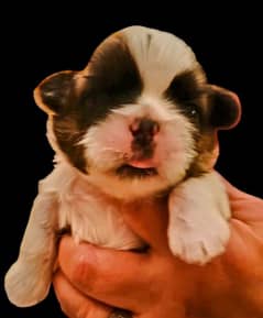 Shih Tzu / Shitzu Outstanding Pedigreed Puppies For Sale