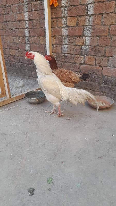 pure white aseel murga and mianwali murgi reasonable price 3