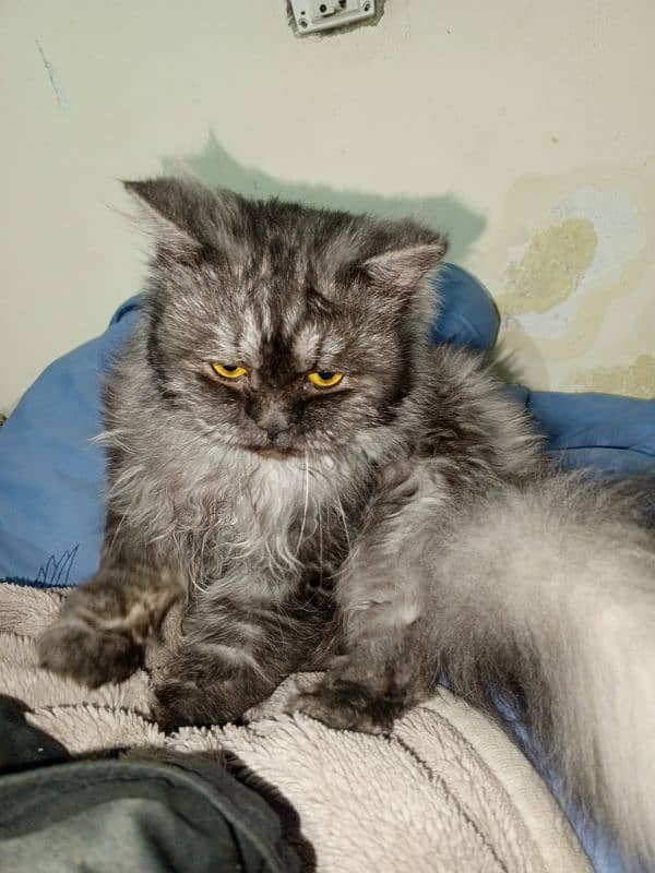 Persian cat for sale 3