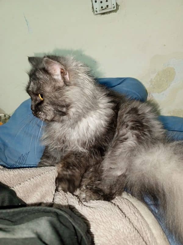 Persian cat for sale 4