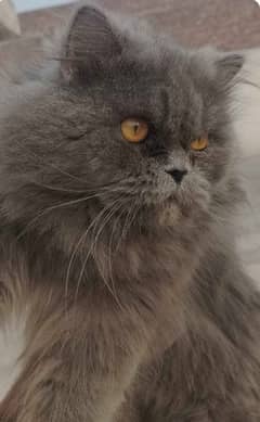 black  persian cat