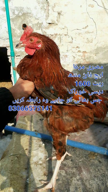 pure aseel chicks age 15 days 5