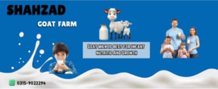 Goat Milk for sale\ بکری کا دودھ