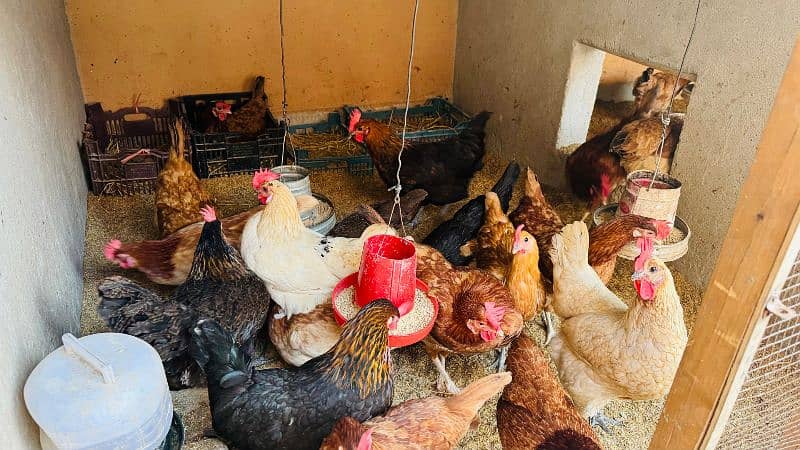 Golden misri desi hens \ egg laying hens available at wholesale rates 0