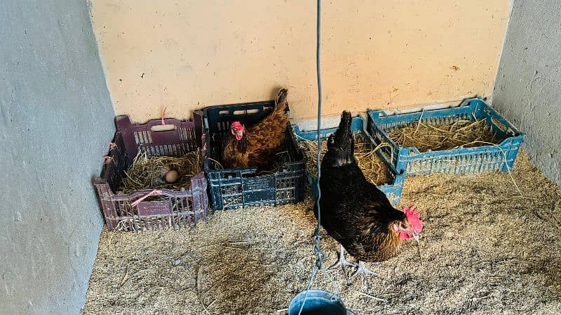 Golden misri desi hens \ egg laying hens available at wholesale rates 2