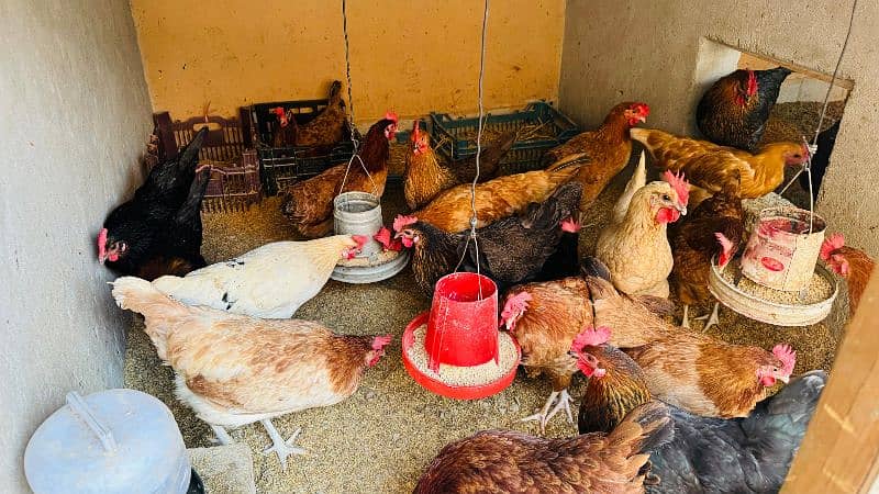 Golden misri desi hens \ egg laying hens available at wholesale rates 3