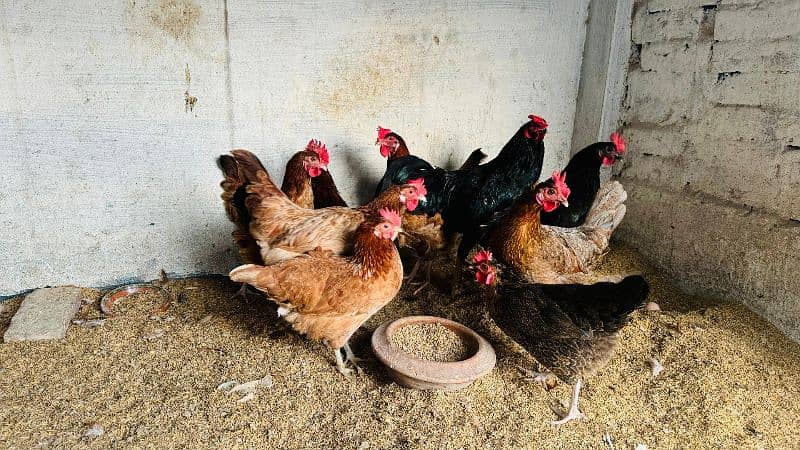 Golden misri desi hens \ egg laying hens available at wholesale rates 4