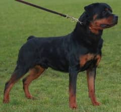 rottweiler