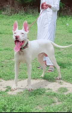 kohati gultair male age 12 month for sale