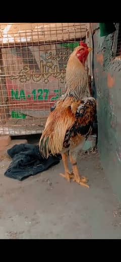 shamo male and chick  for sale