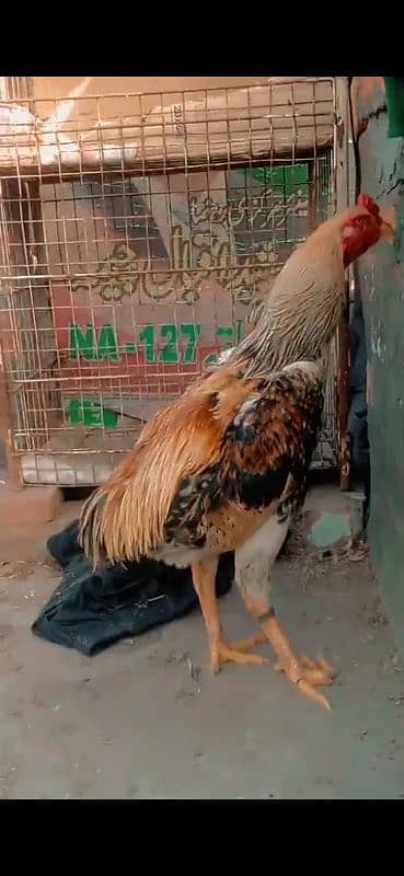 shamo male and chick  for sale 2