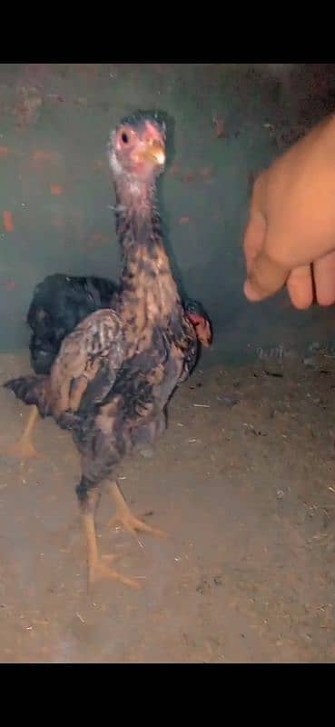 shamo male and chick  for sale 3