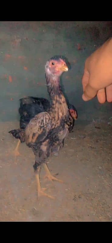 shamo male and chick  for sale 4