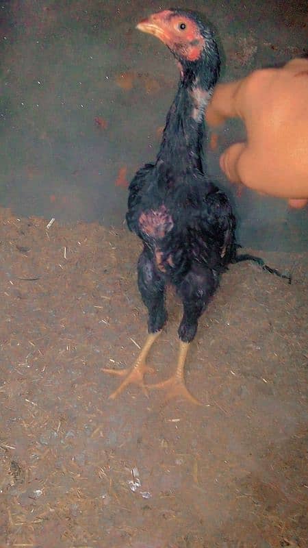 shamo male and chick  for sale 5