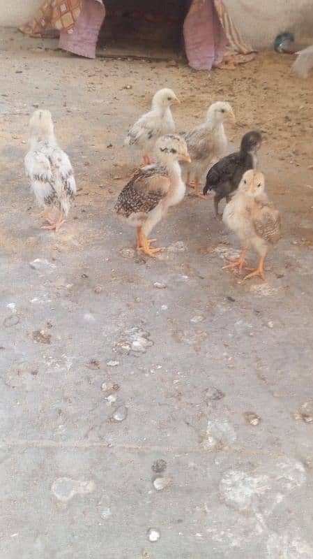 Aseel murghi with chicks 0