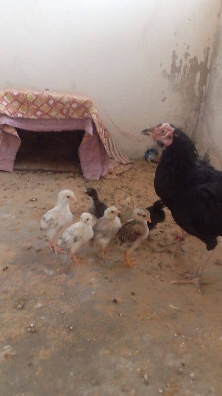 Aseel murghi with chicks 1