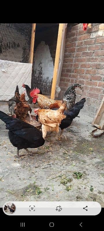 Golden misri hens desi hens 0