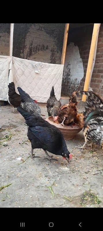 Golden misri hens desi hens 1