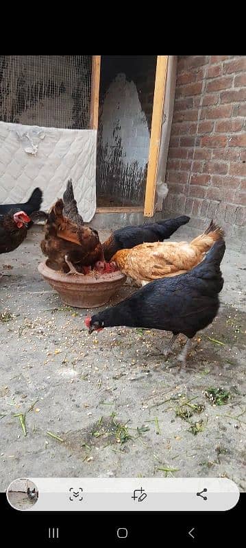 Golden misri hens desi hens 2