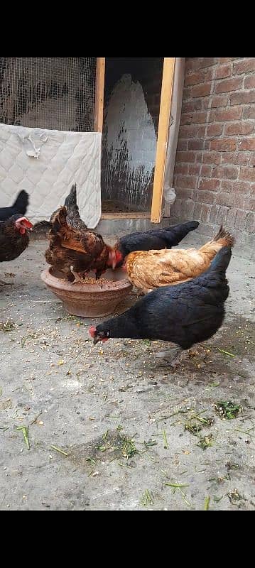 Golden misri hens desi hens 3