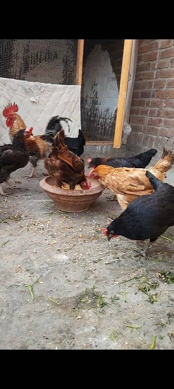 Golden misri hens desi hens 4