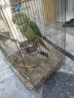 parrot sale