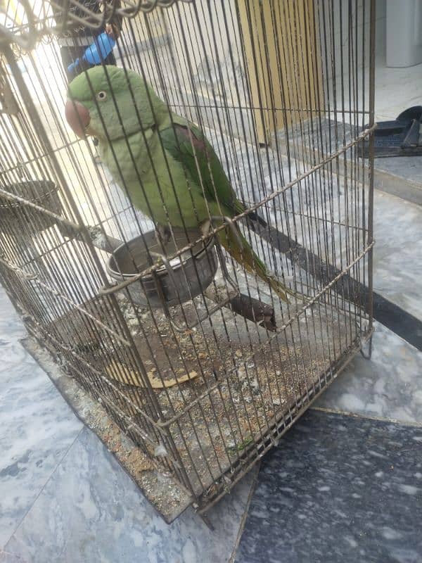 parrot sale 0