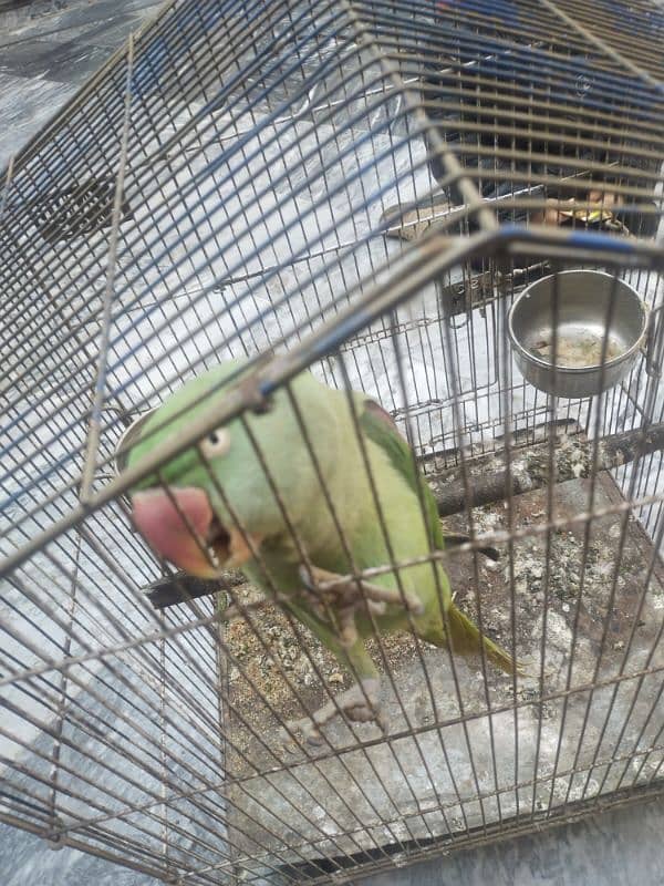 parrot sale 1