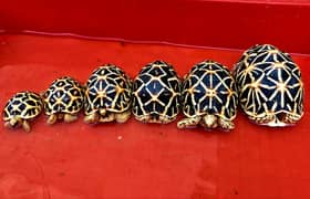 Sri Lankan Star Tortoise | Sulcata Tortoise | Burmese star tortoise