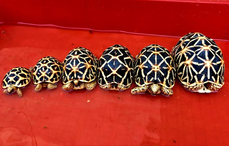 Sri Lankan Star Tortoise | Sulcata Tortoise | Burmese star tortoise 0