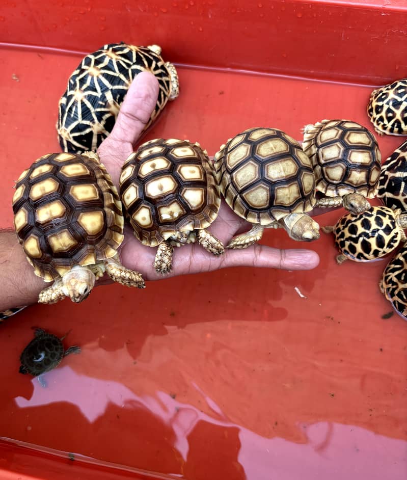 Sri Lankan Star Tortoise | Sulcata Tortoise | Burmese star tortoise 1