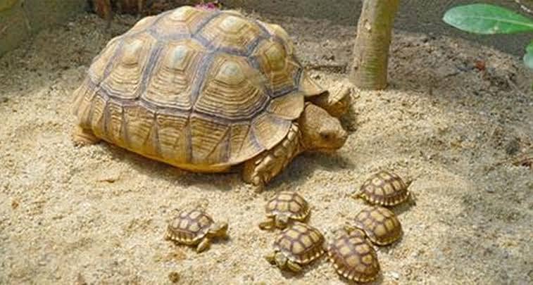 Sri Lankan Star Tortoise | Sulcata Tortoise | Burmese star tortoise 3