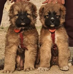 Kurdish kangal pair male female age 2 month havey bone for sale