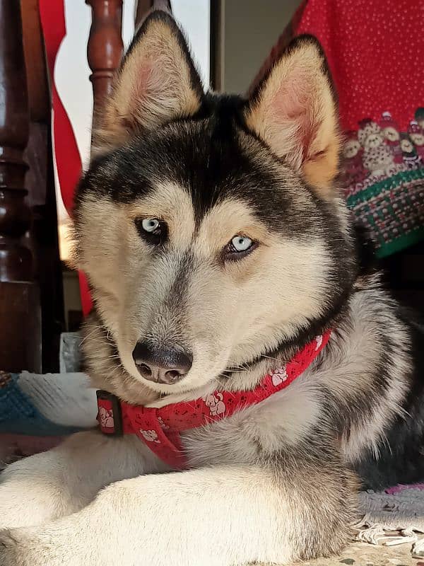 Siberian Husky 4 months old Puppy 1