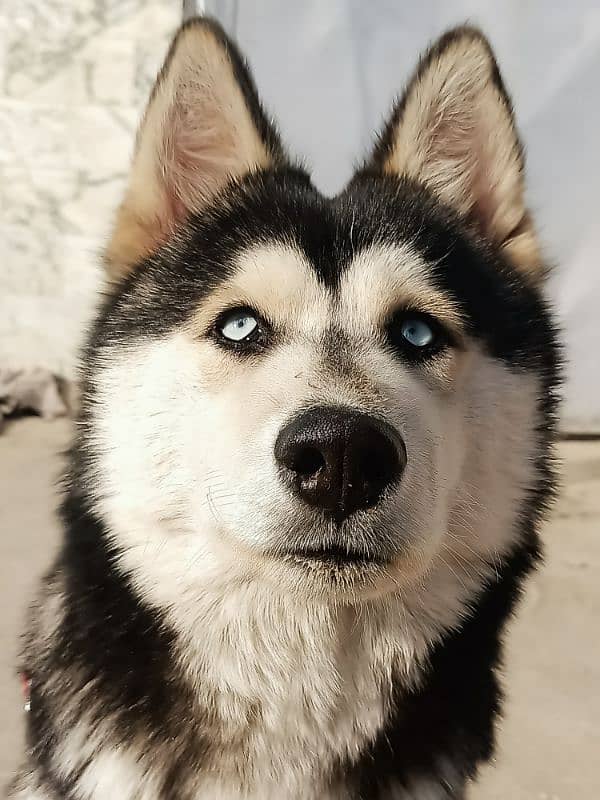 Siberian Husky 4 months old Puppy 2