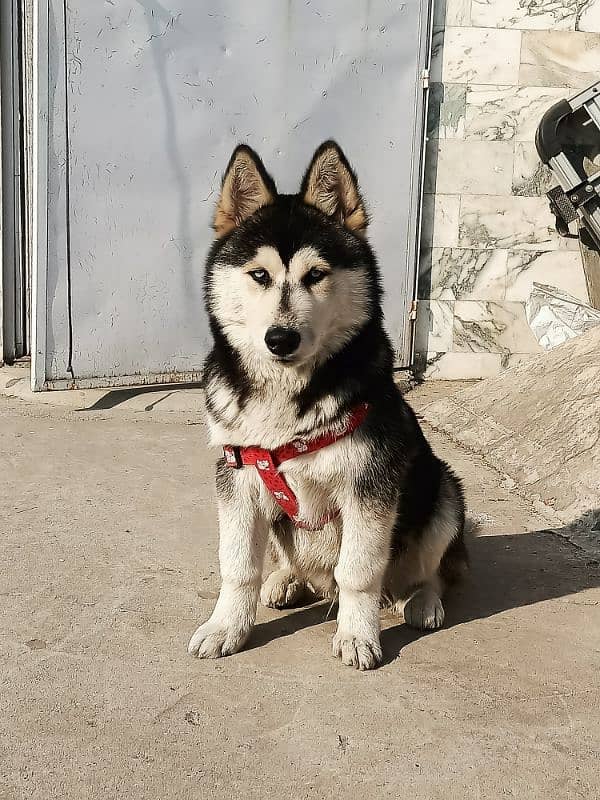 Siberian Husky 4 months old Puppy 5