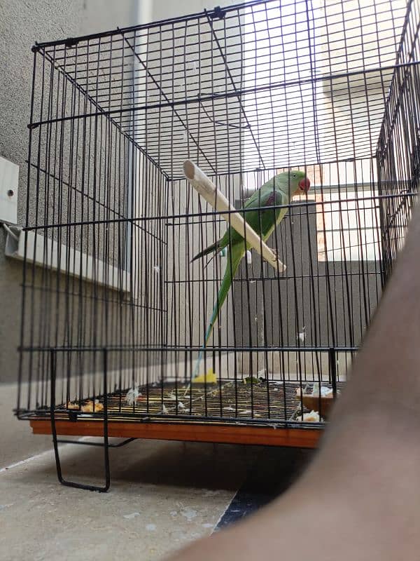 talking parrot for sale 1