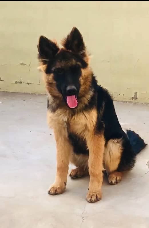 German shepherd female long coat 5month puppy 0