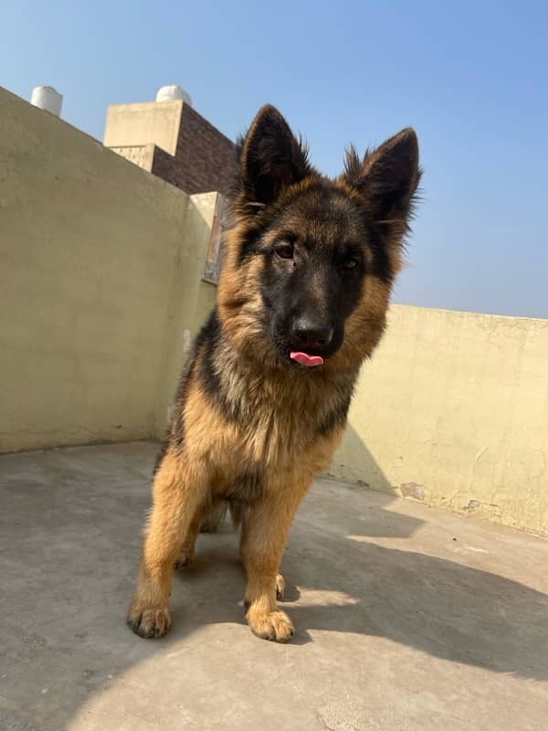 German shepherd female long coat 5month puppy 1