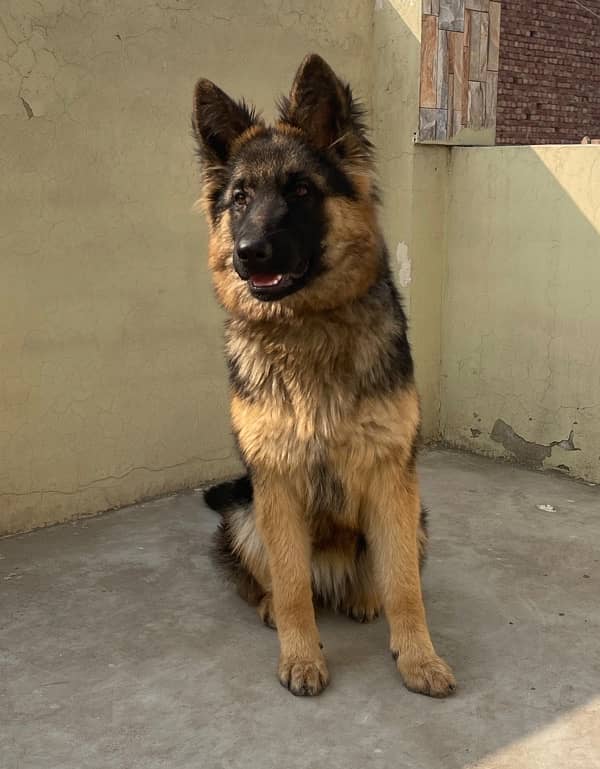 German shepherd female long coat 5month puppy 2